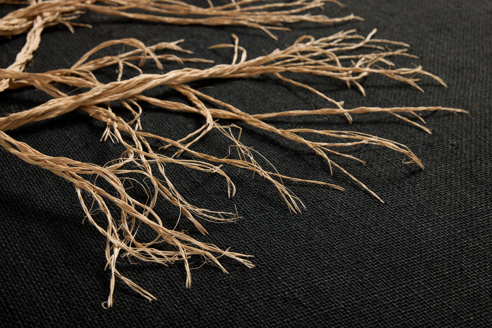 Rooted Black / Beige Rug Art — a Loloi artwork at Laurie Yapp Home.