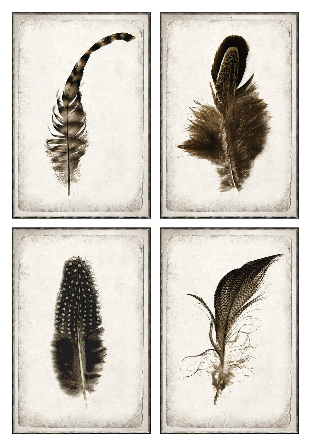 Feather Study Quartet Bundle