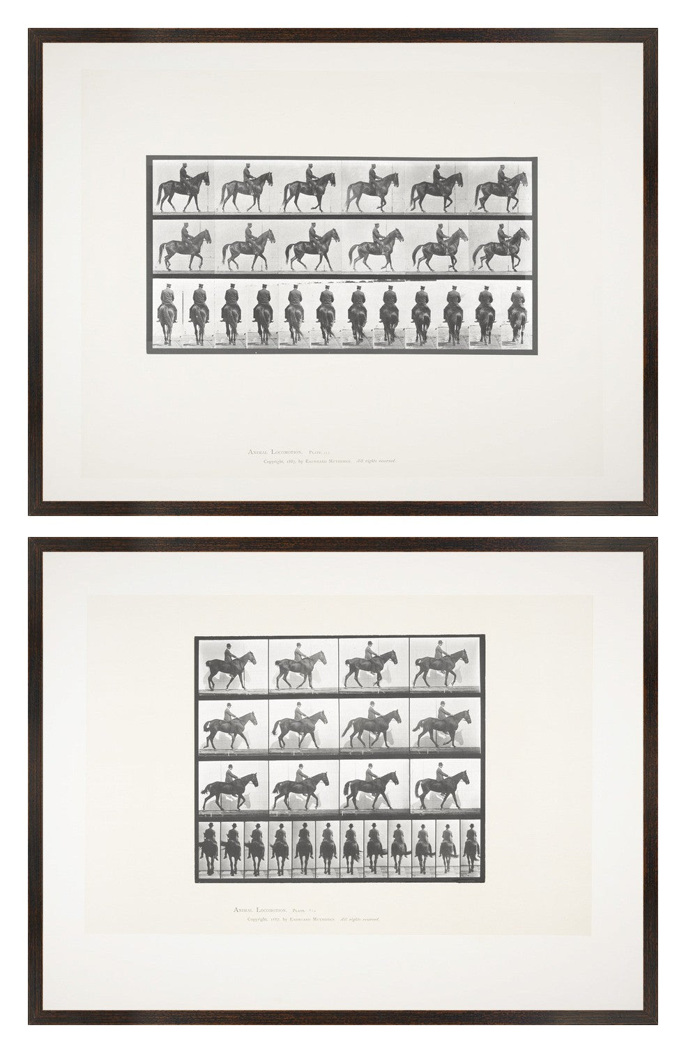 Muybridge Horse & Rider Pair Bundle