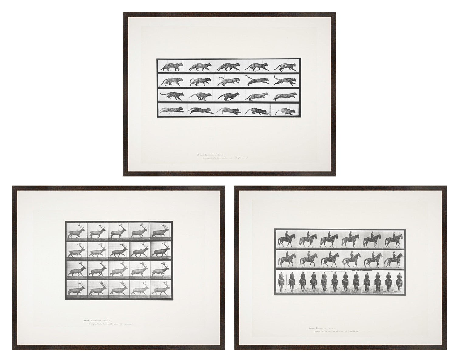 Muybridge Motion Studies Trio Bundle