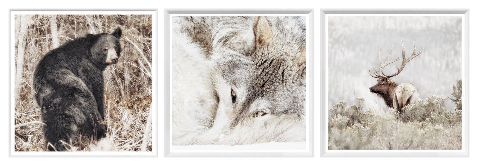 Wildlife Square Statement Trio Bundle
